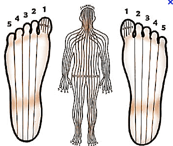 Reflexology Meridians Chart